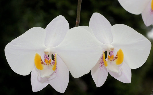 Phalaenopsis philippinensis (RARE MOTTLED VARIETY)