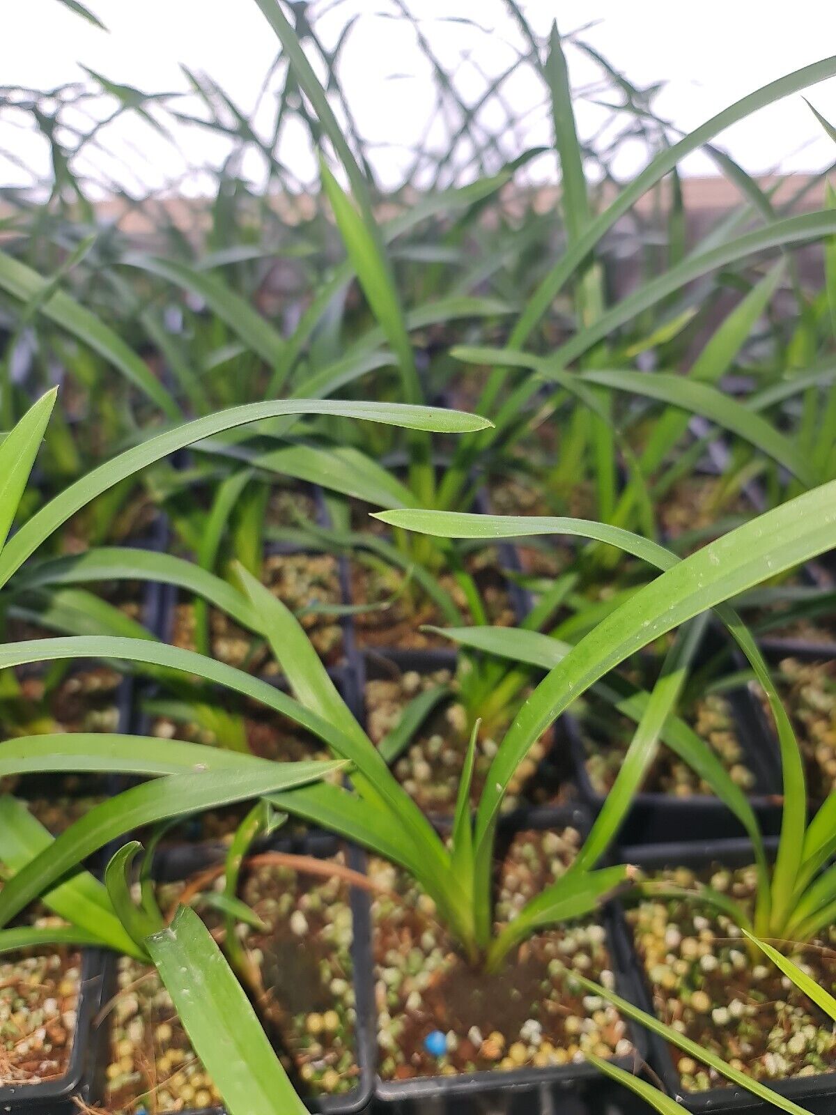 Cymbidium Cherry Cola 'Geyserland' Secondary image