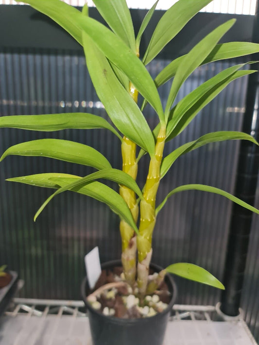 Dendrobium fimbriatum var oculatum (Orchid Species)