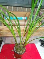 Cymbidium dayanum 'Red