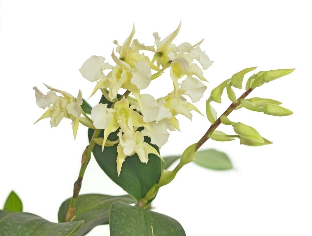 Dendrobium forbesii (Species, RARE) Main image