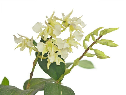 Dendrobium forbesii (Species, RARE)