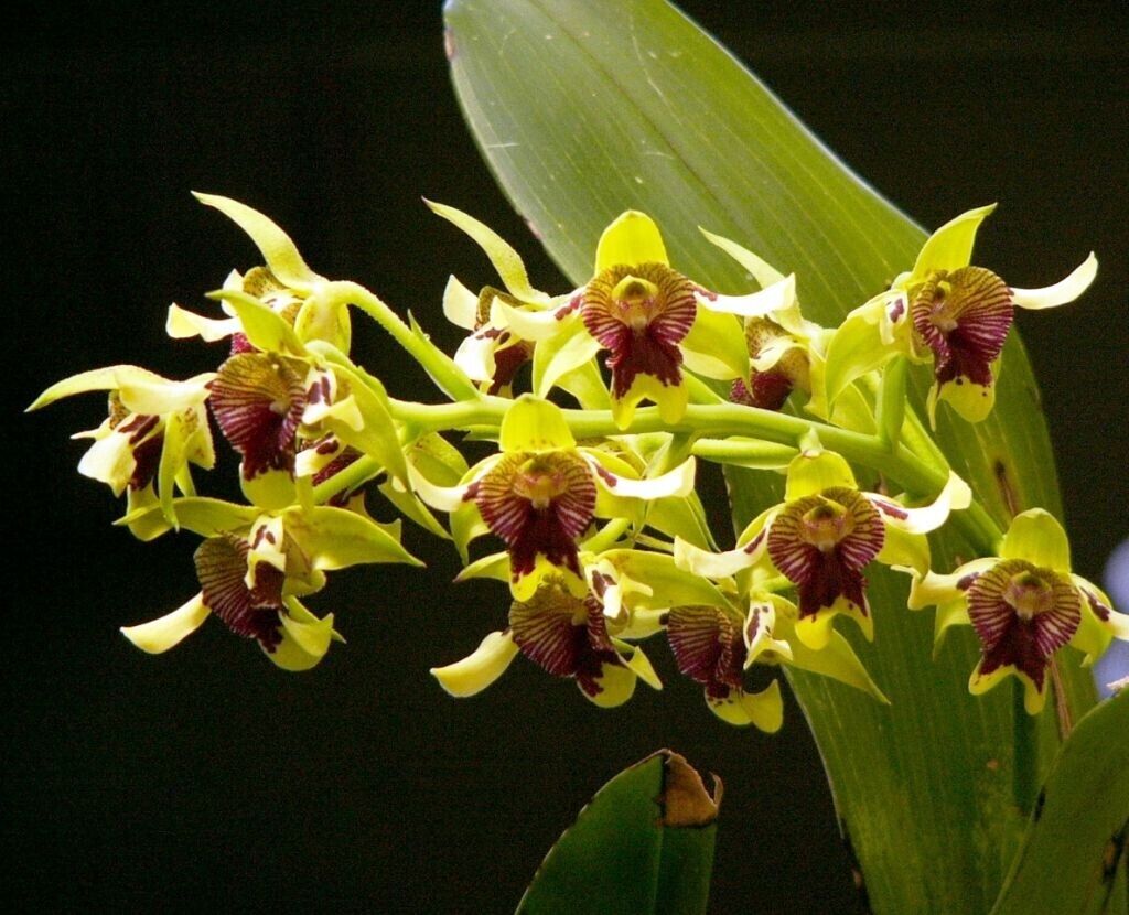 Dendrobium Engagement Main image