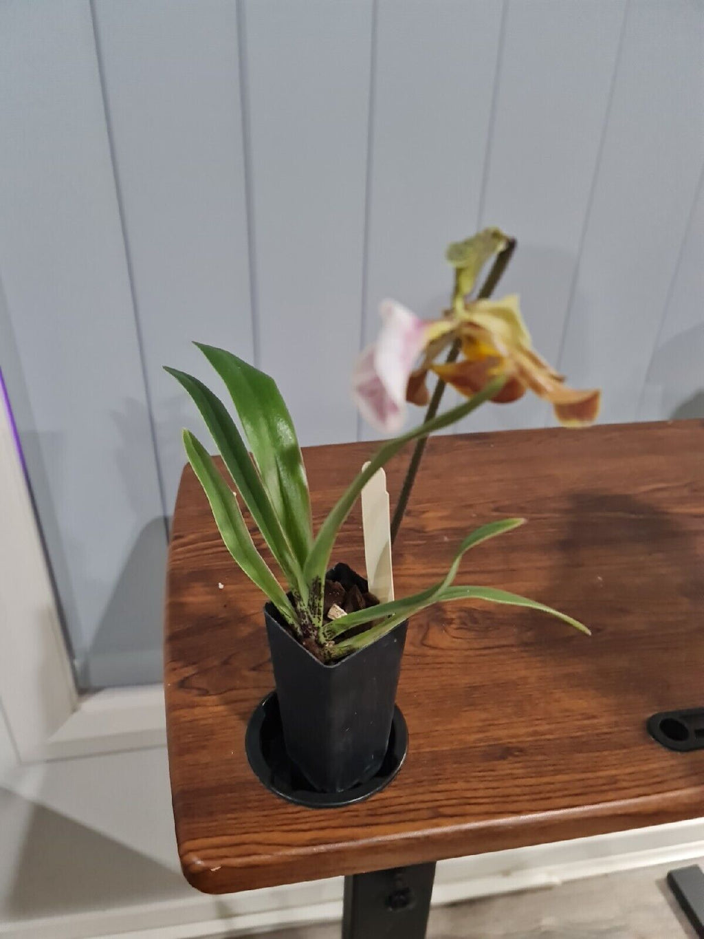 Paphiopedilum gratrixianum (Species from China)