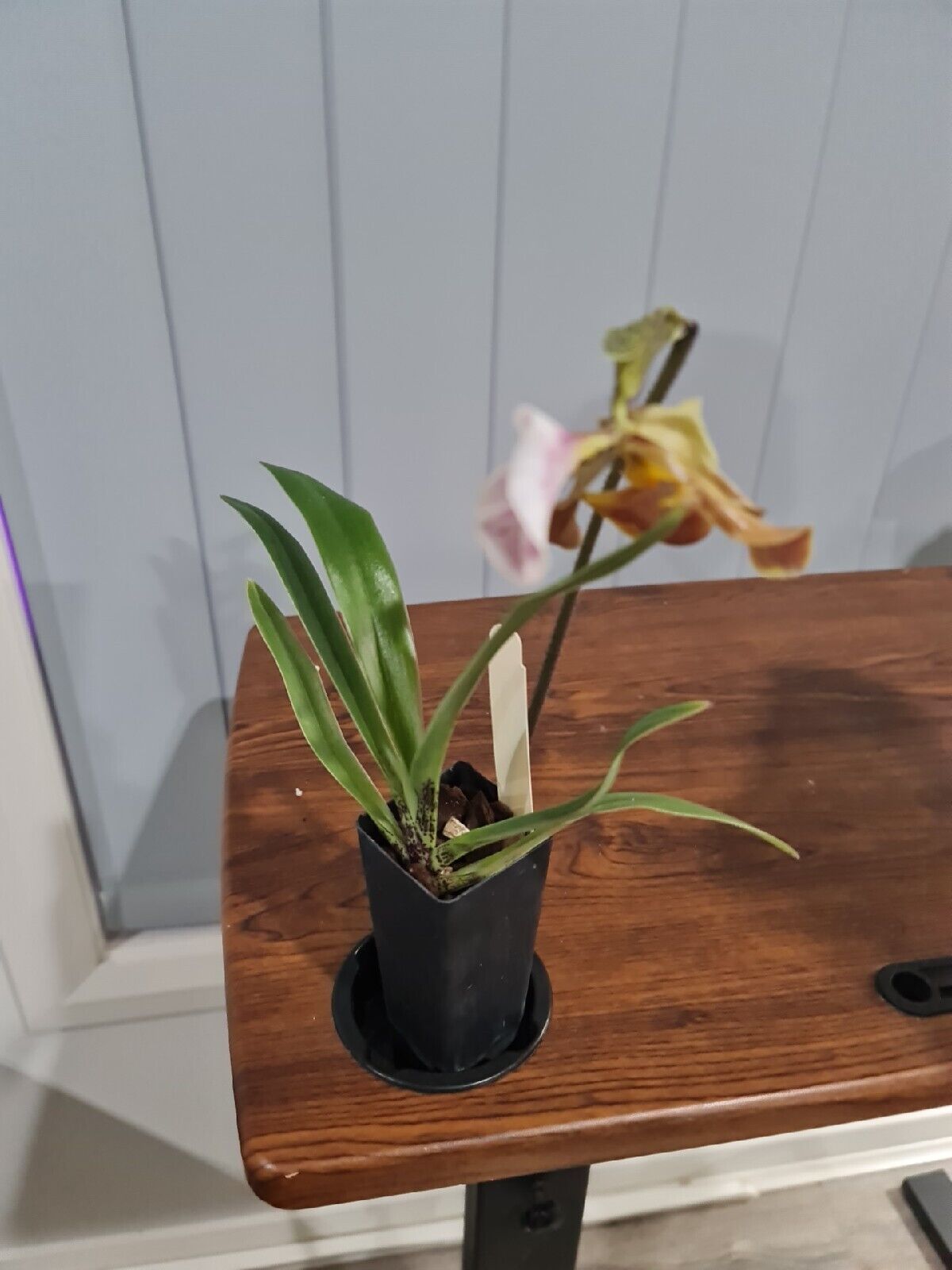 Paphiopedilum gratrixianum (Species from China)