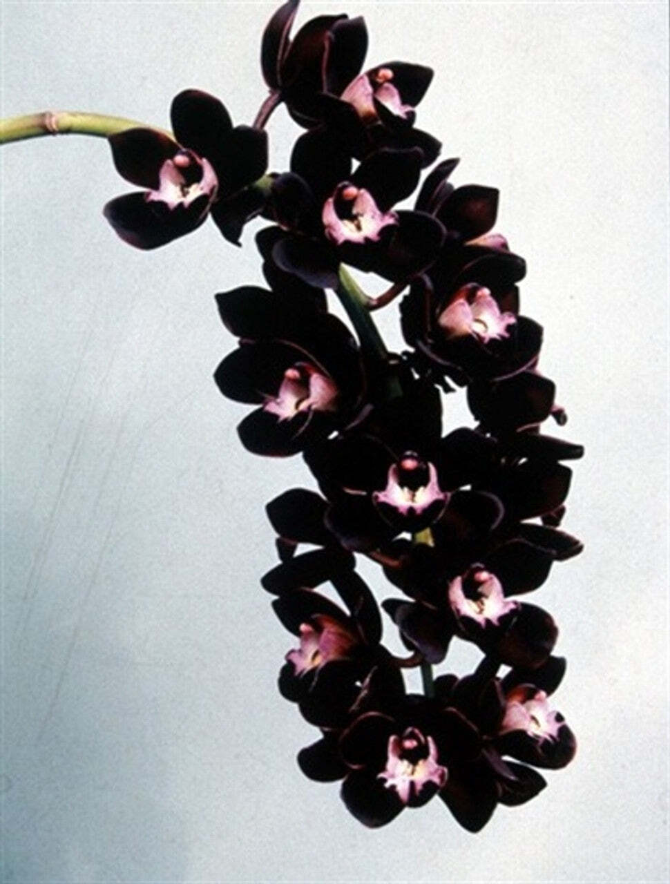 Cymbidium Kiwi Midnight 'Geyserland' - RARE Main image