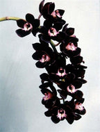 Cymbidium Kiwi Midnight 'Geyserland' - RARE