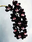 Cymbidium Kiwi Midnight 'Geyserland' - RARE