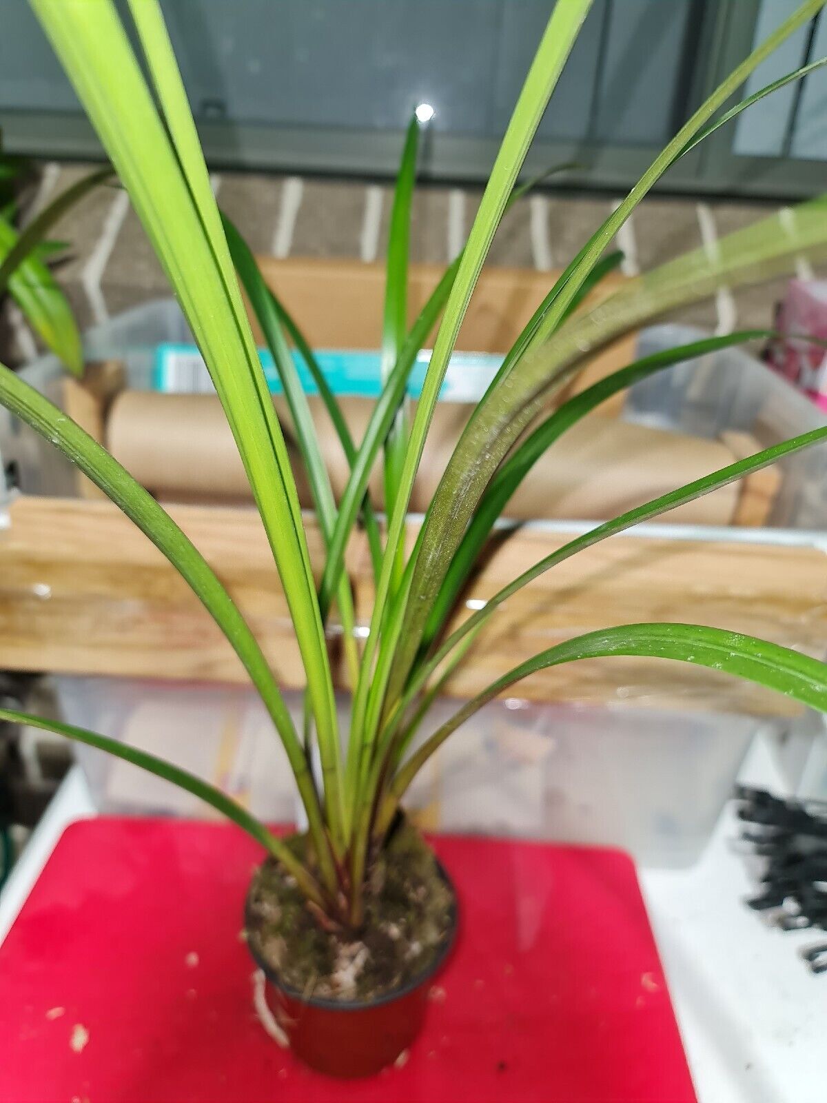 Cymbidium dayanum 'Red Secondary image