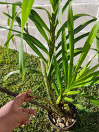 Grammatophyllum speciosum var flava