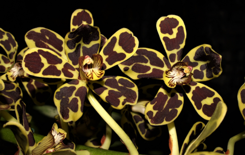 Grammatophyllum scriptum Brown
