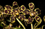 Grammatophyllum scriptum Brown