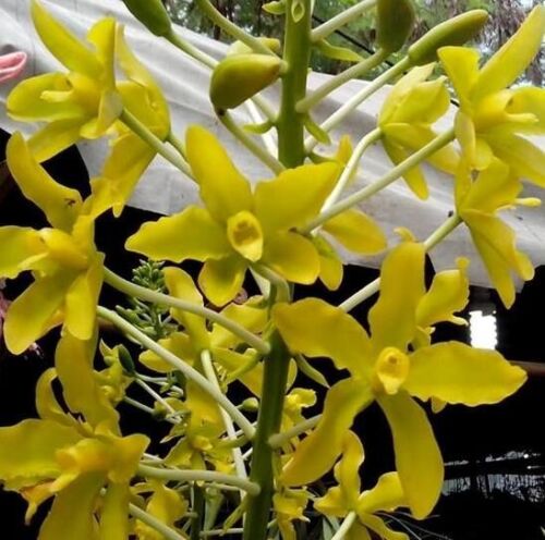 Grammatophyllum speciosum var flava Main image