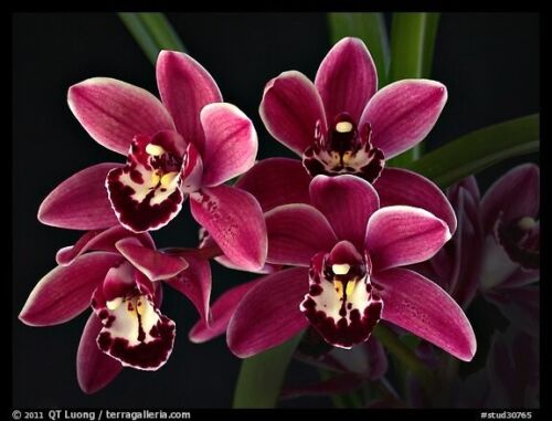 Cymbidium Cherry Cola 'Geyserland' Main image