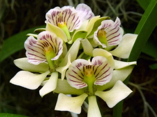 Anacheilium radiatum