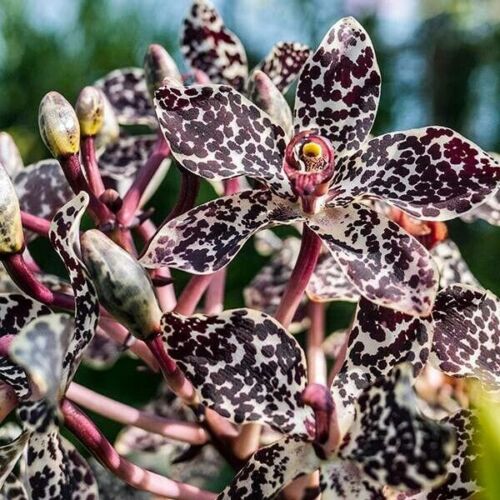 Grammatophyllum Wallisii Peacock Main image
