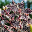 Grammatophyllum Wallisii Peacock