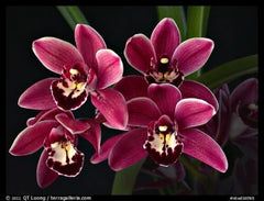 Pack of 10 Beautiful Cymbidium Seedlings