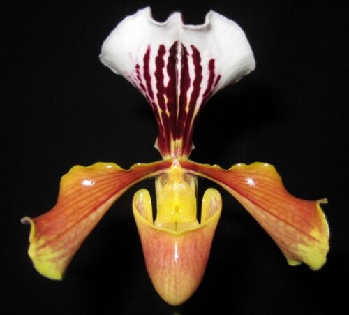 IN BUDS NOW Paphiopedilum gratrixianum (Species from China) Main image