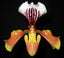 IN BUDS NOW Paphiopedilum gratrixianum (Species from China)