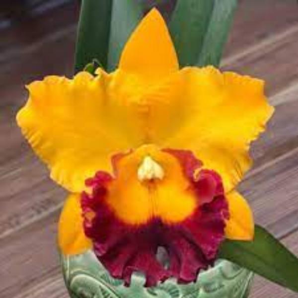 Rlc. Siam Treasure No. 2 (Mericlone)