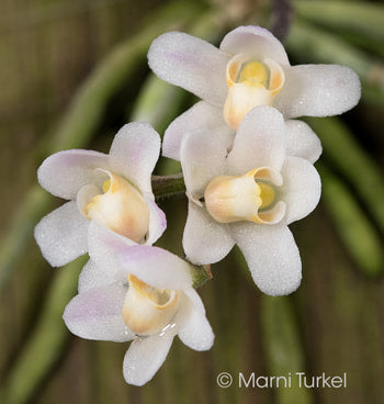 Chiloschista species "Pink" Main image