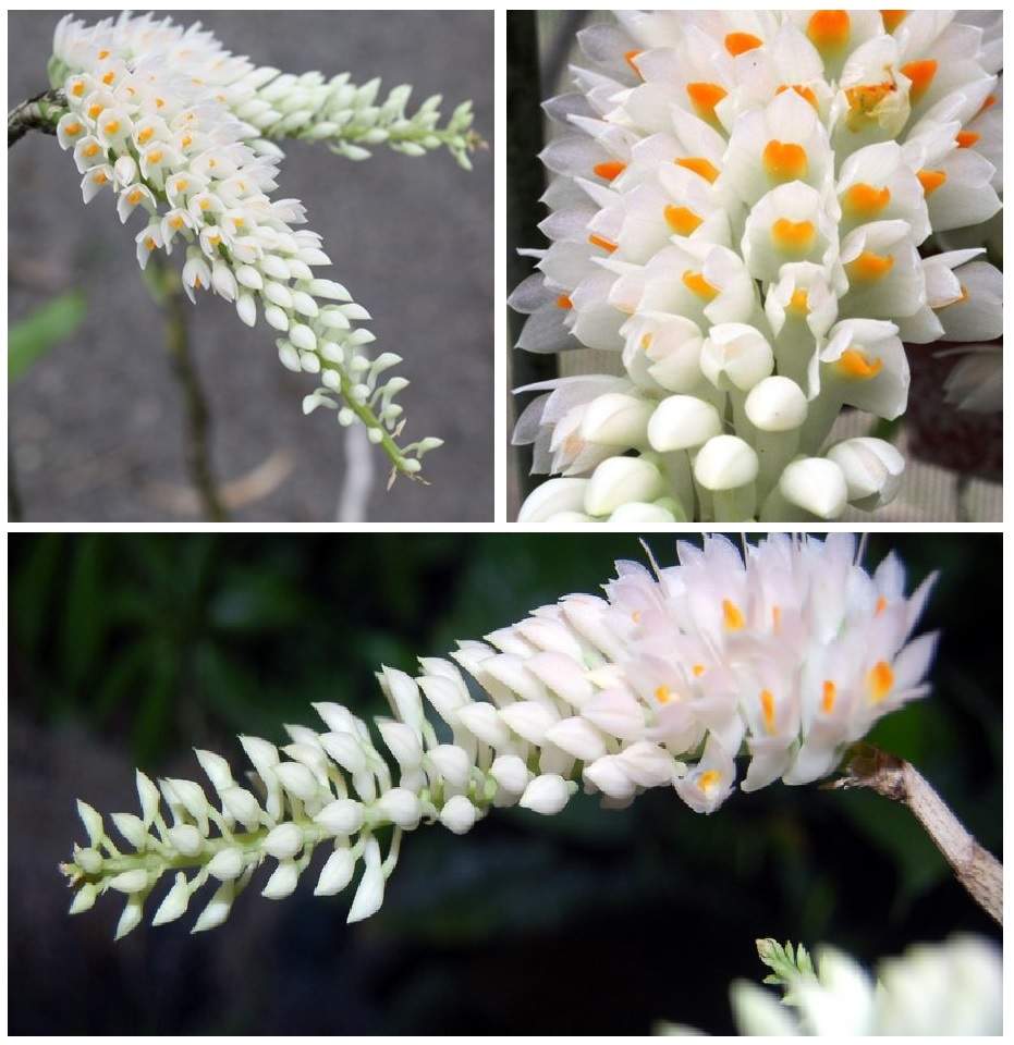 Dendrobium secundum f. alba(TOOTHBRUSH ORCHID) Main image