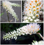 Dendrobium secundum f. alba(TOOTHBRUSH ORCHID)