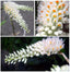 Dendrobium secundum f. alba(TOOTHBRUSH ORCHID)