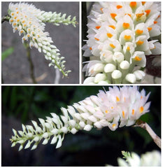 Dendrobium secundum f. alba(TOOTHBRUSH ORCHID)