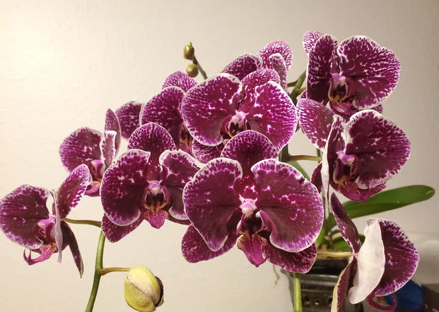 Phalaenopsis Dancing Girl