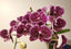 Phalaenopsis Dancing Girl
