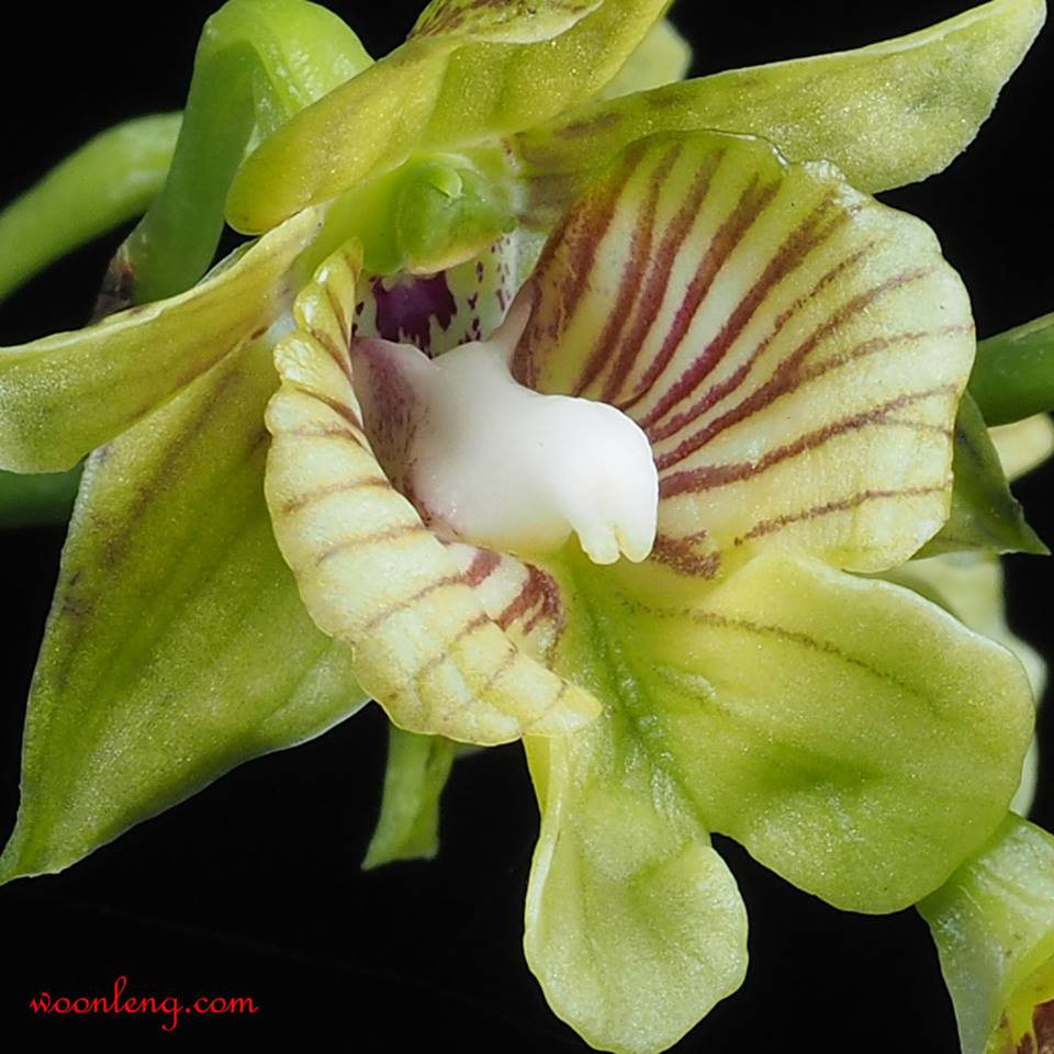 (IN SPIKE NOW) Dendrobium Biloculare x Atroviolaceum Secondary image