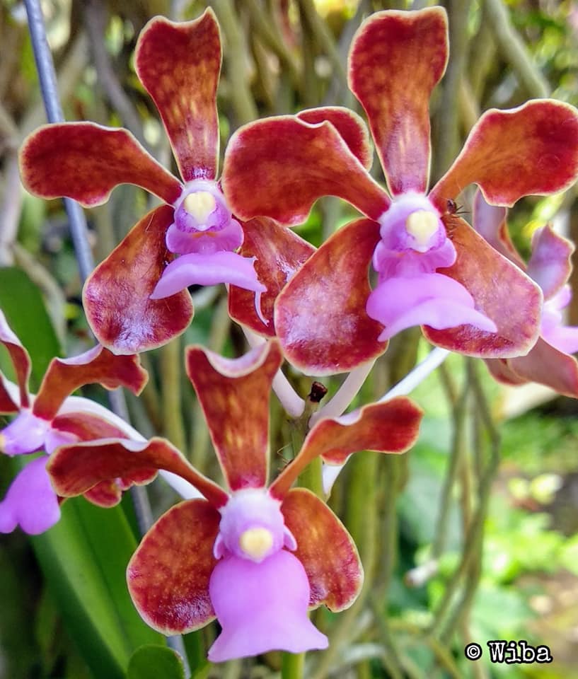 Vanda perplexa (Species - The Perplexing Vanda)