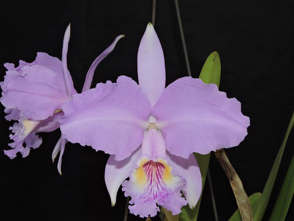 Cattleya lueddemanniana var. concolor (Flask - Conical, ex Taiwan) Main image