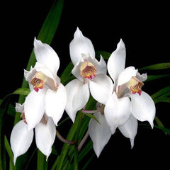 Cymbidium erythrostylum 'Magnificant'