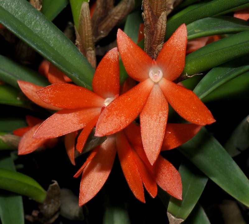 Ceratostylis retisquama Main image