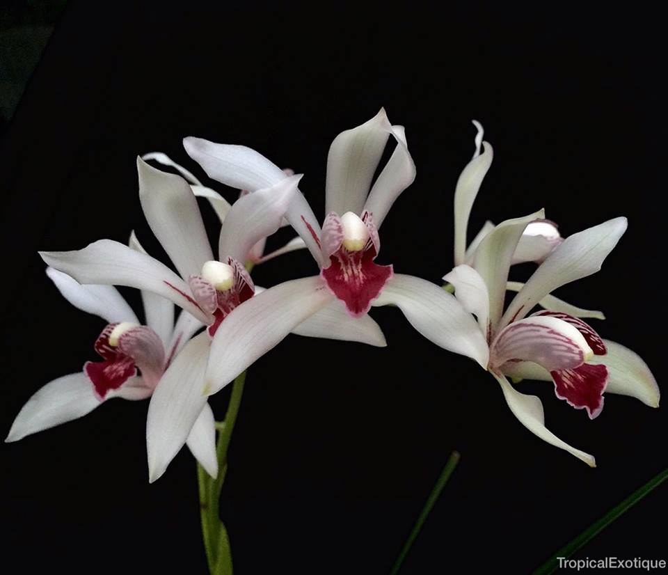 Cymbidium insigne alba x Cym. seidenfadenii (PLUS O) Main image
