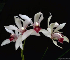 Cymbidium insigne alba x Cym. seidenfadenii (PLUS O)