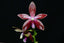 Phalaenopsis corningiana (Rare Species - Fragrant)