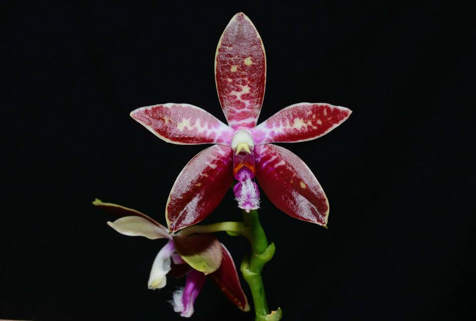 Phalaenopsis corningiana (Rare Species - Fragrant)