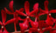 Renanthera King Crimson (phillipinensis x monachica)