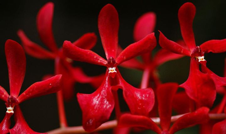 Renanthera King Crimson (phillipinensis x monachica)