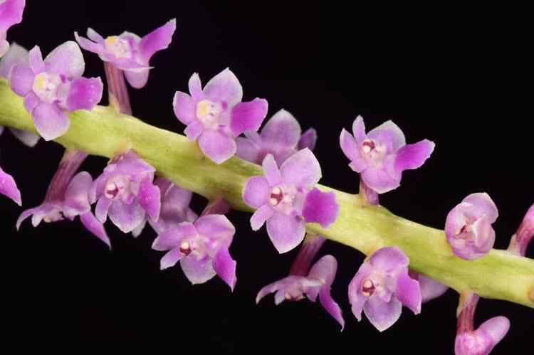 Smitinandia micrantha (Orchid Species)