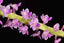 Smitinandia micrantha (Orchid Species)
