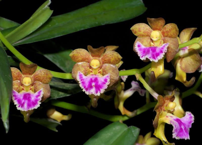 Vanda flabellata FLASK (35+ plants) Main image