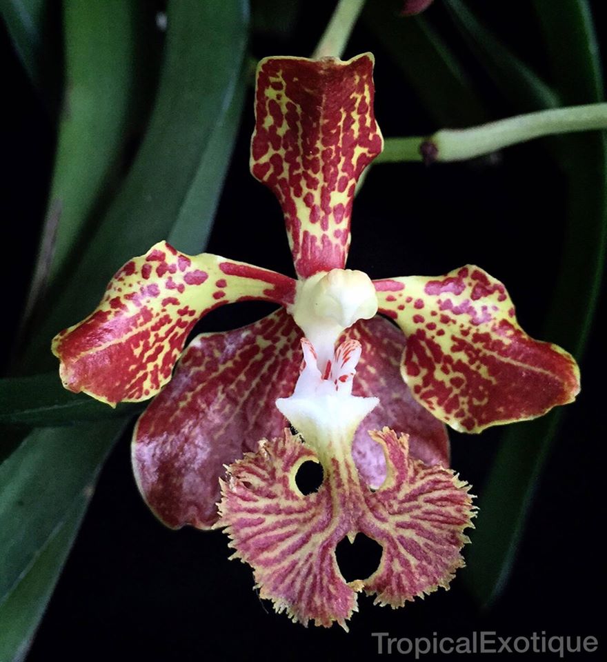 Vanda roeblingiana 'Dark'