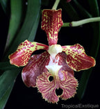 Vanda roeblingiana (SPECIES)