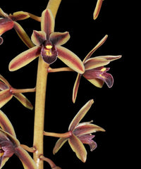 Cymbidium Kintoki