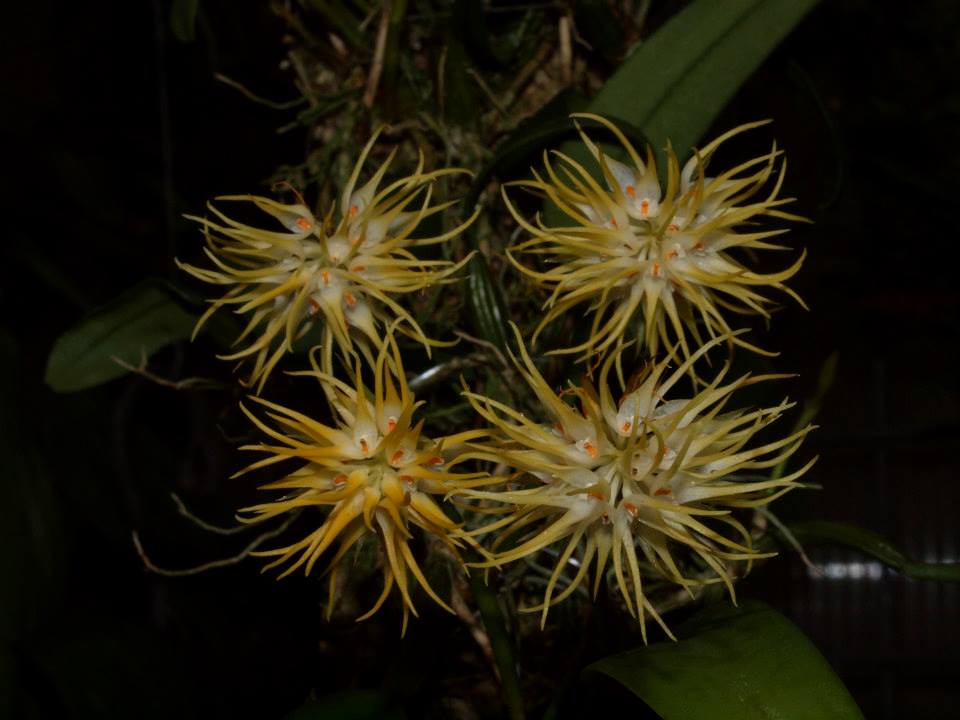 Bulbophyllum concinnum  (Rare Species) Main image